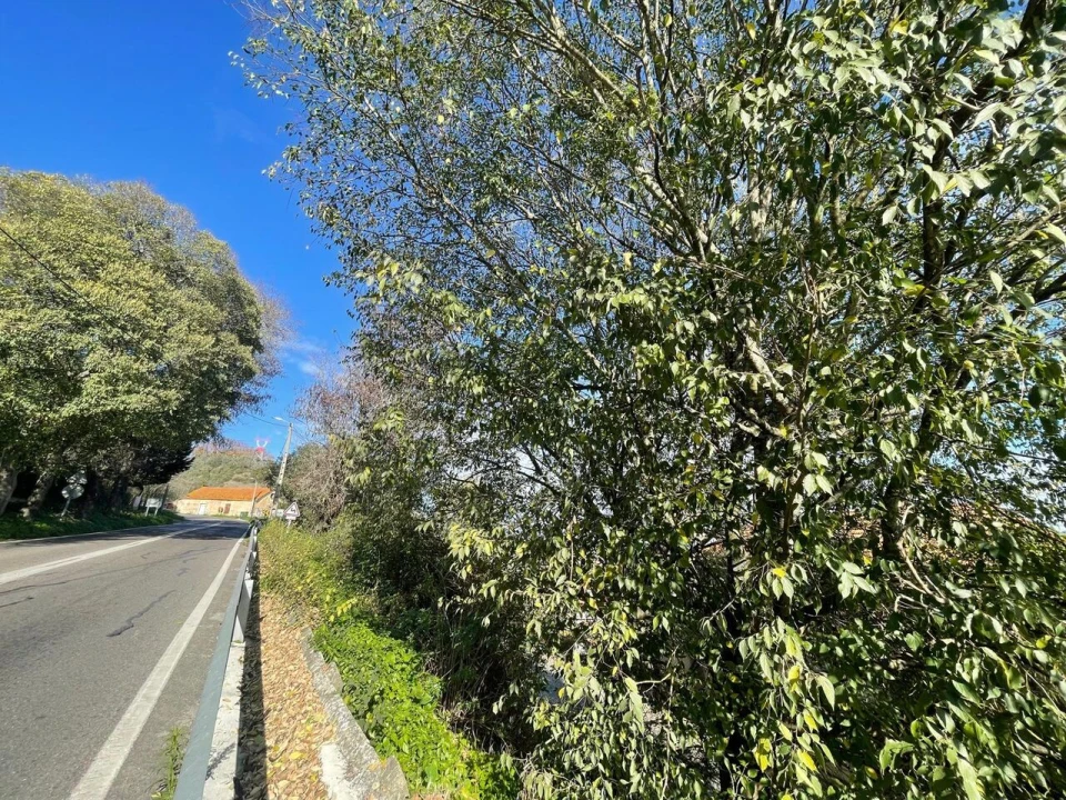Terreno para Venda em Marvila, Ribeira Santarém, São Salvador, São Nicolau Foto 5