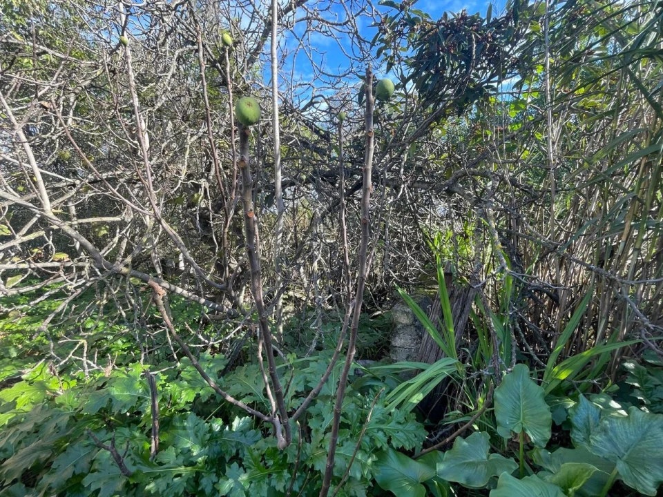 Terreno para Venda em Marvila, Ribeira Santarém, São Salvador, São Nicolau Foto 12