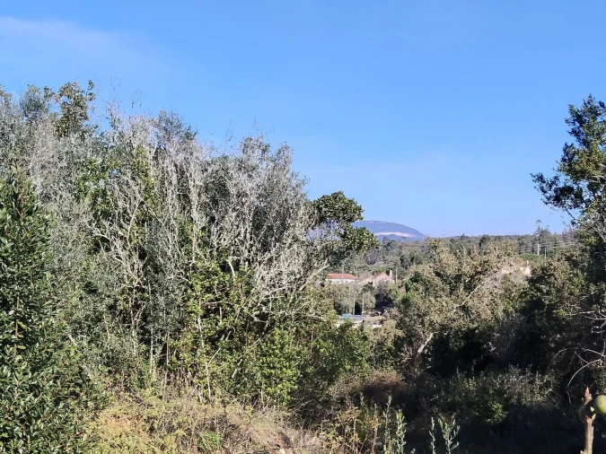 Terreno para Venda em Ansião Foto 6