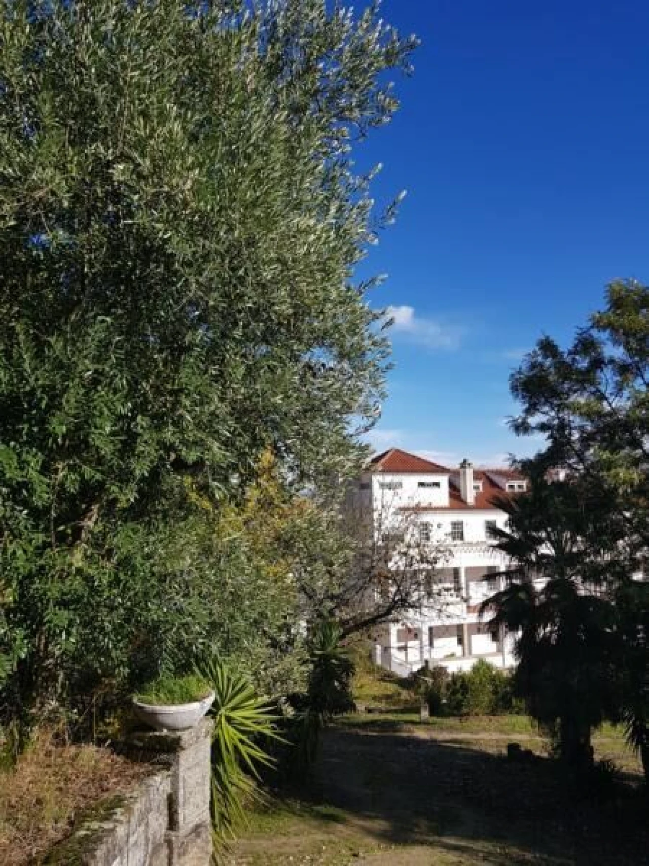 Negócio para Venda em Abrunhosa-A-Velha Foto 68