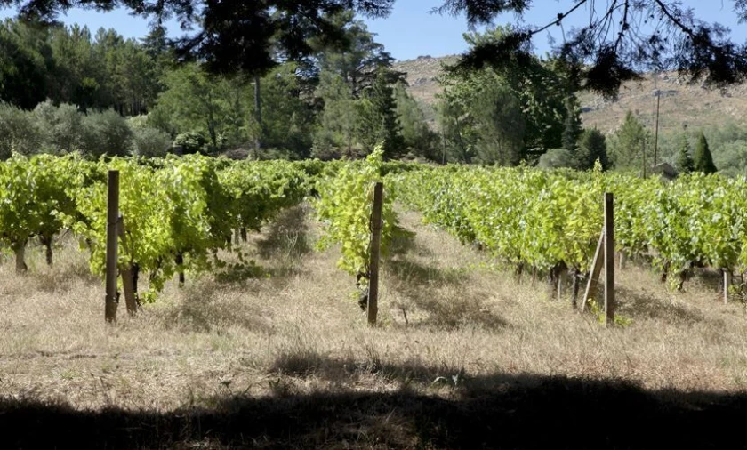 Negócio para Venda em Abrunhosa-A-Velha Foto 40