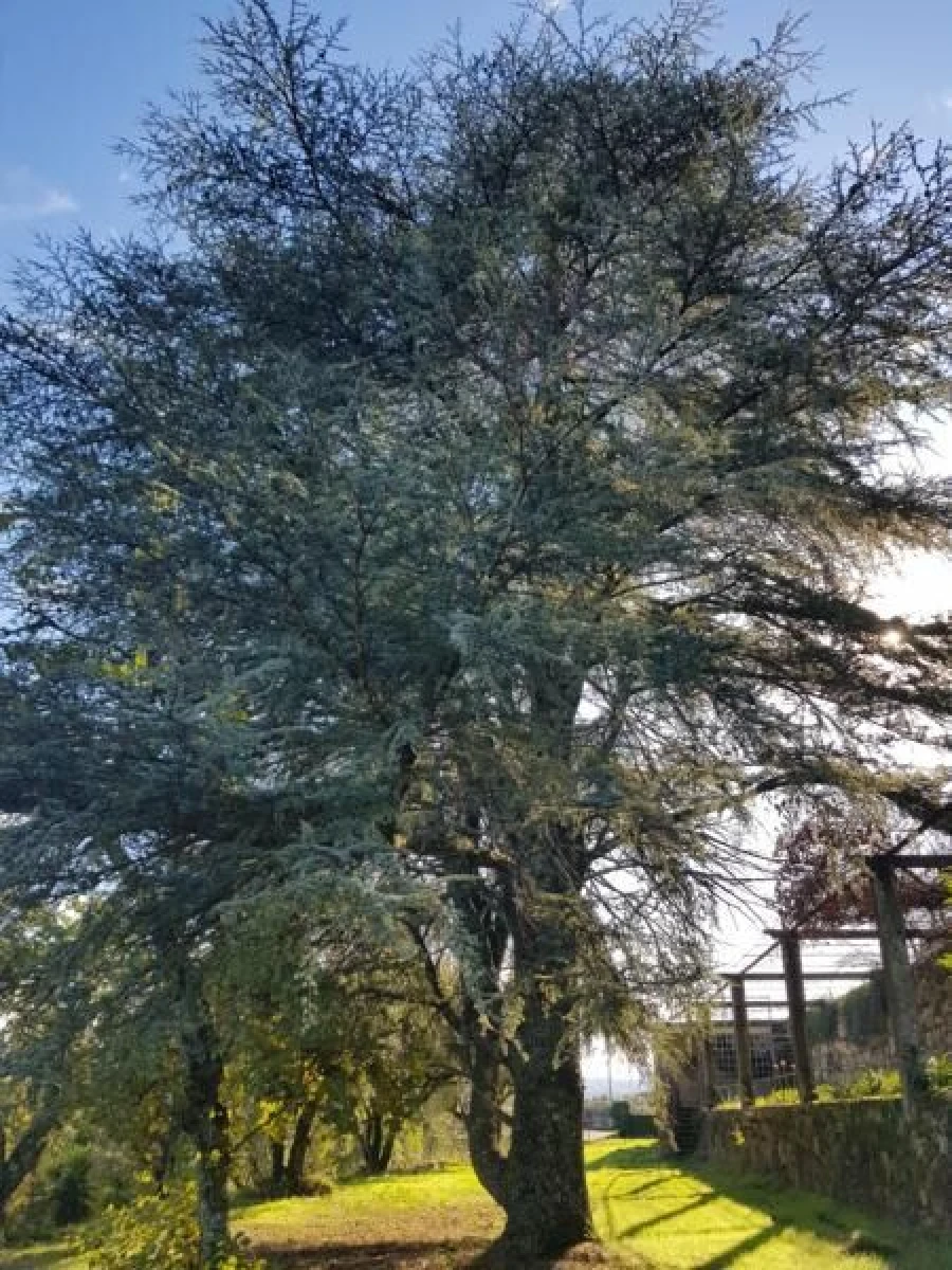 Negócio para Venda em Abrunhosa-A-Velha Foto 67