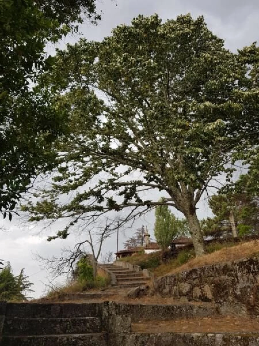 Negócio para Venda em Abrunhosa-A-Velha Foto 72