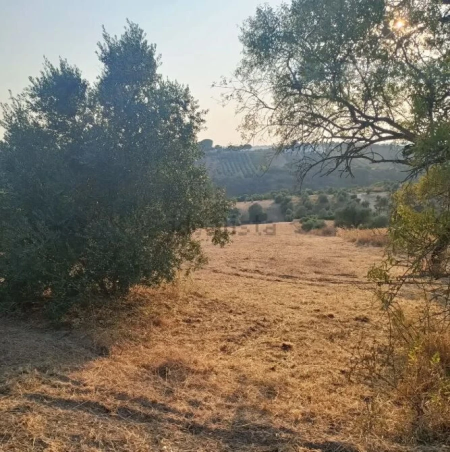 Terreno para Venda em Moçarria Foto 7