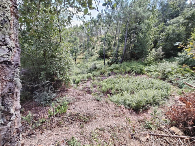 Terreno para Venda em Maçãs de D. Maria Foto 10
