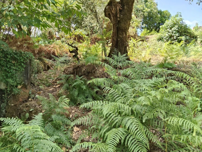 Terreno para Venda em Maçãs de D. Maria Foto 15