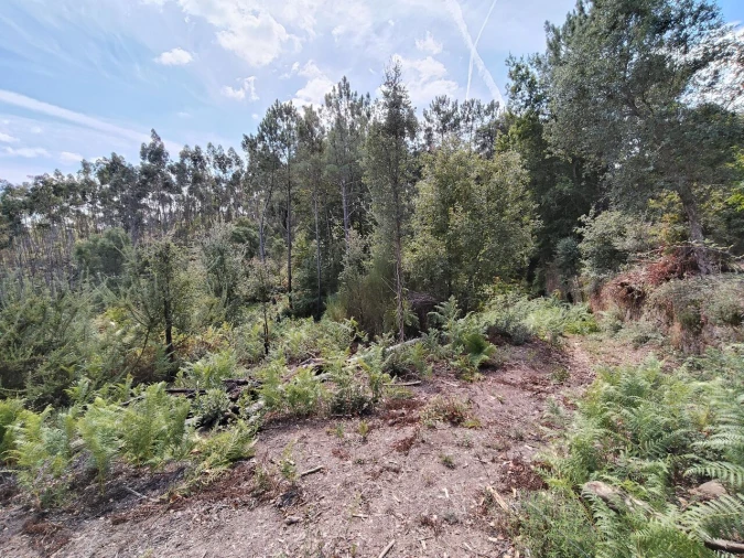 Terreno para Venda em Maçãs de D. Maria Foto 18