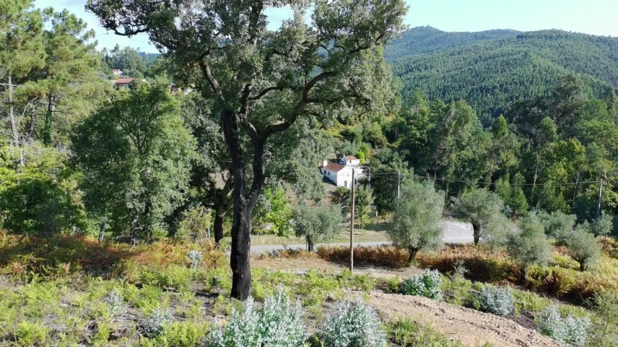 Terreno para Venda em Maçãs de D. Maria Foto 43