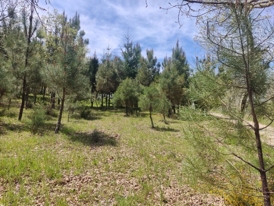 Terreno para Venda em Casal de Cinza Foto 1