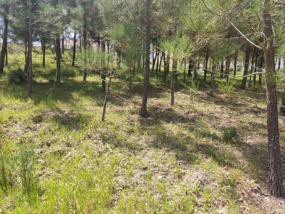 Terreno para Venda em Casal de Cinza Foto 2