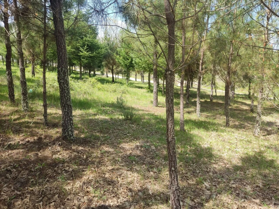 Terreno para Venda em Casal de Cinza Foto 6