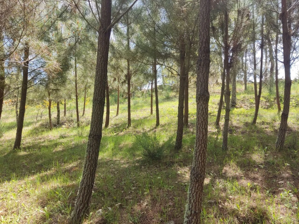 Terreno para Venda em Casal de Cinza Foto 7