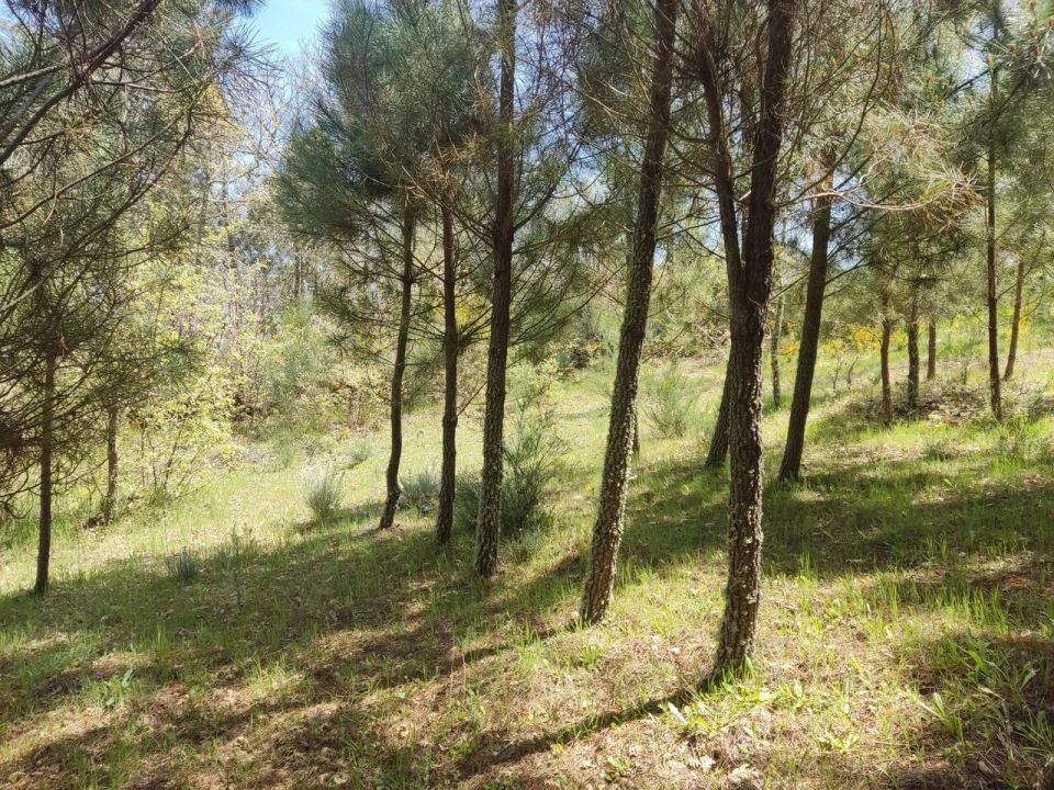 Terreno para Venda em Casal de Cinza Foto 9