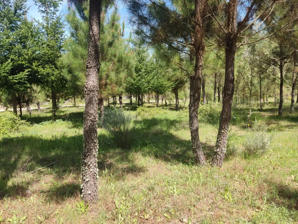 Terreno para Venda em Casal de Cinza Foto 12