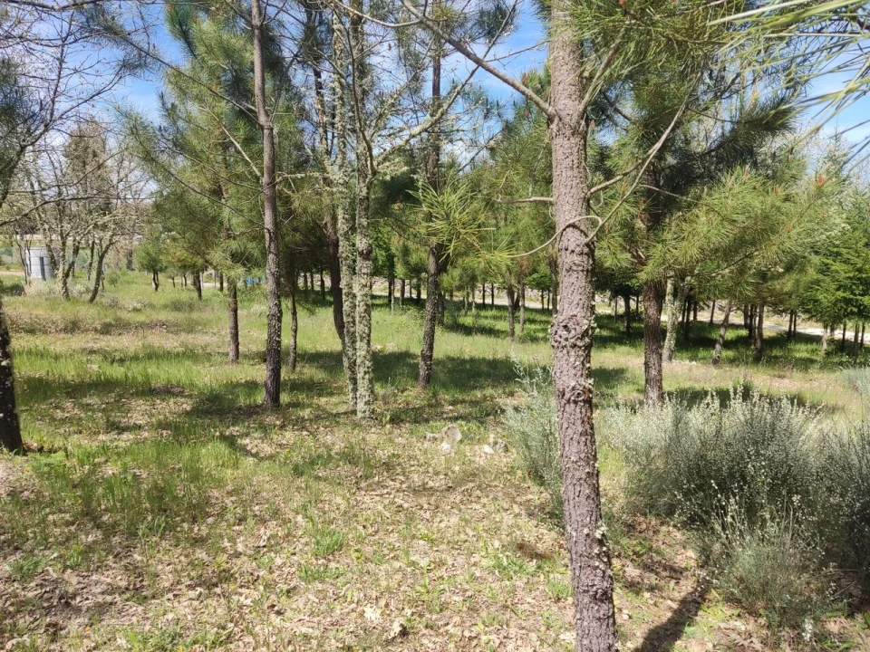 Terreno para Venda em Casal de Cinza Foto 13