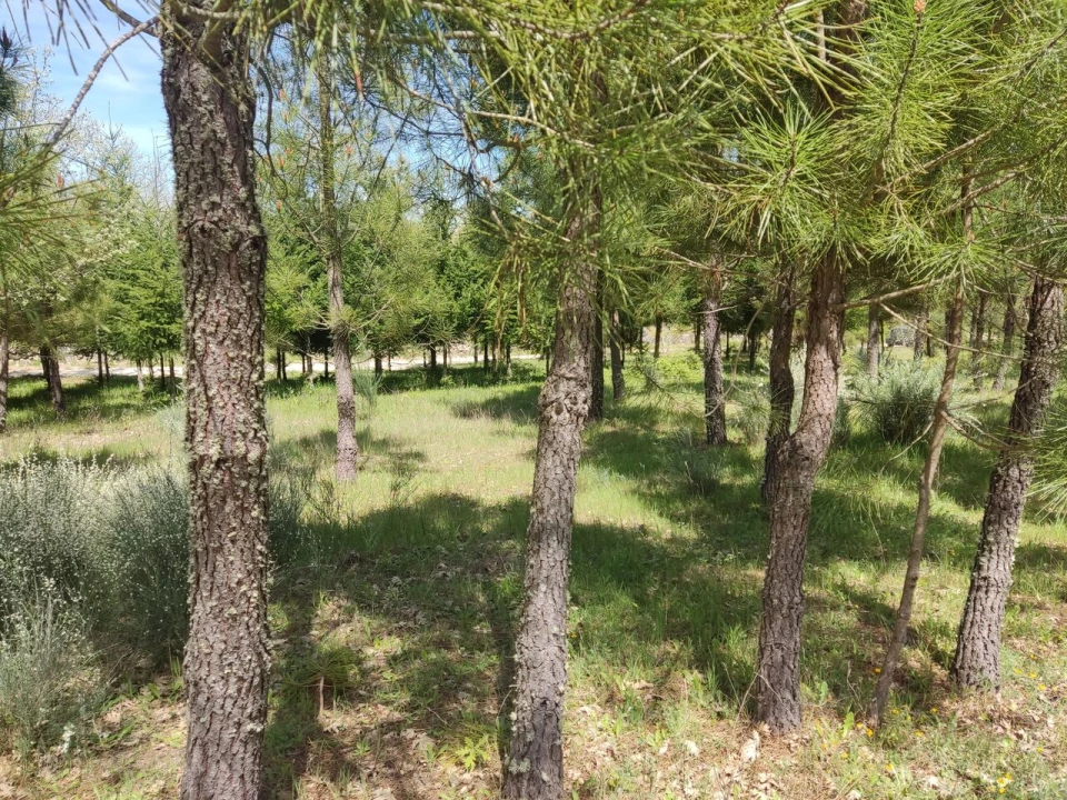 Terreno para Venda em Casal de Cinza Foto 14