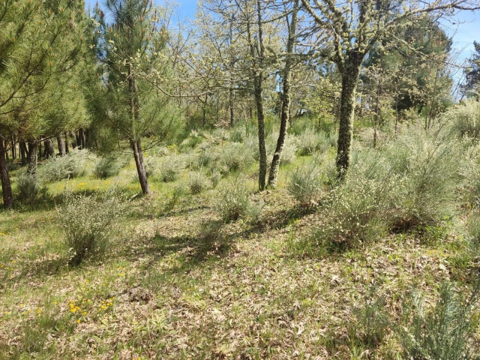 Terreno para Venda em Casal de Cinza Foto 16