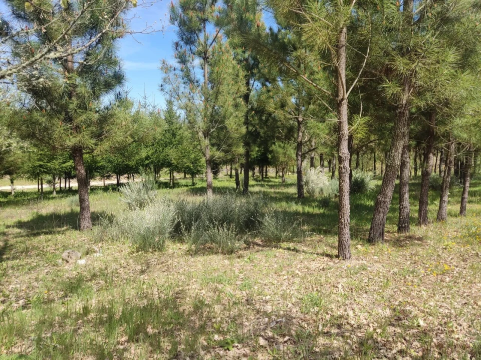 Terreno para Venda em Casal de Cinza Foto 18