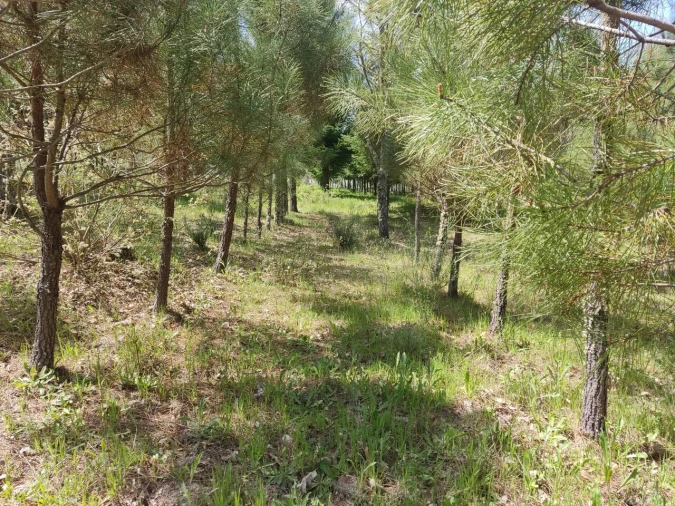 Terreno para Venda em Casal de Cinza Foto 3