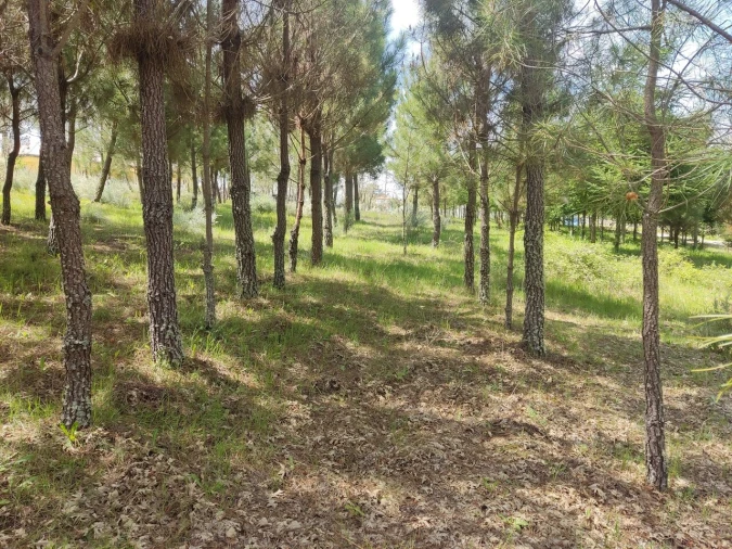 Terreno para Venda em Casal de Cinza Foto 4