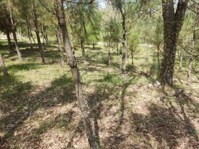 Terreno para Venda em Casal de Cinza Foto 5