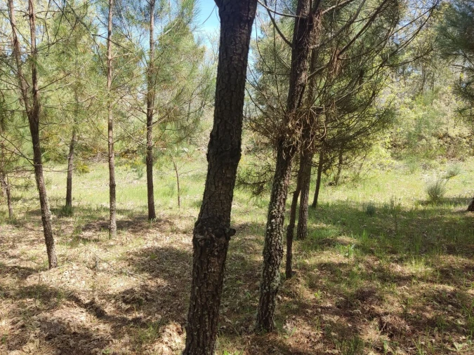 Terreno para Venda em Casal de Cinza Foto 8