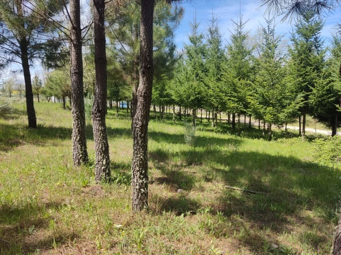 Terreno para Venda em Casal de Cinza Foto 10