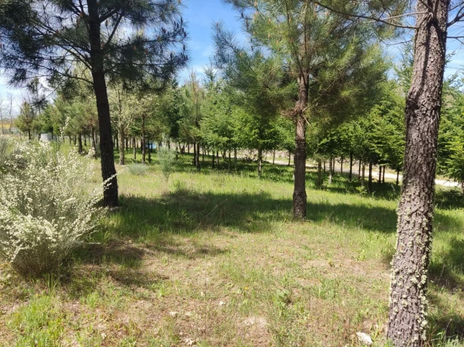 Terreno para Venda em Casal de Cinza Foto 11
