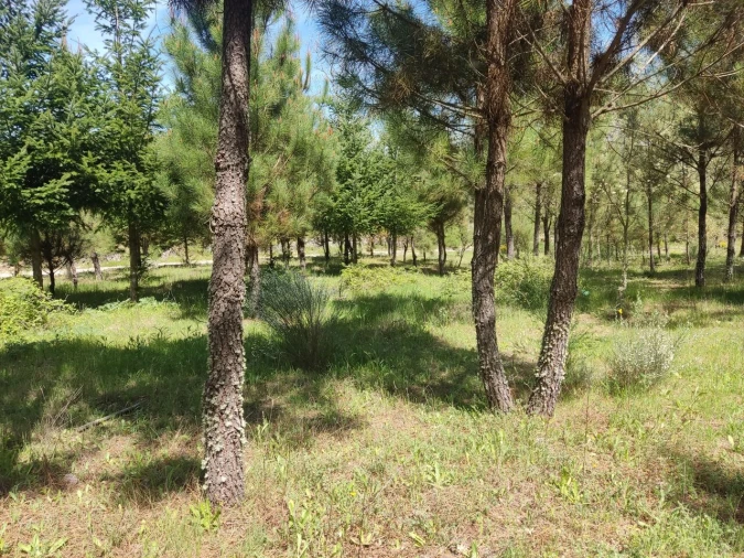 Terreno para Venda em Casal de Cinza Foto 12
