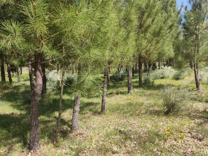 Terreno para Venda em Casal de Cinza Foto 15