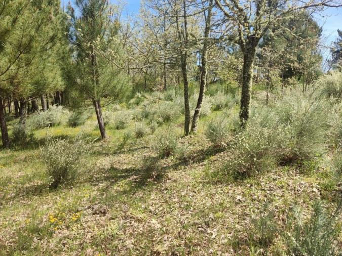 Terreno para Venda em Casal de Cinza Foto 16