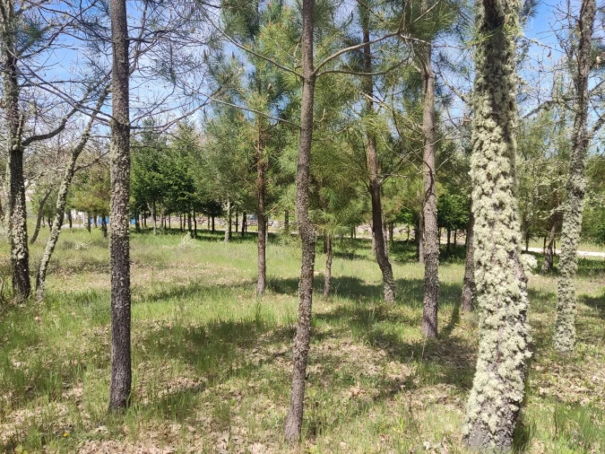 Terreno para Venda em Casal de Cinza Foto 17