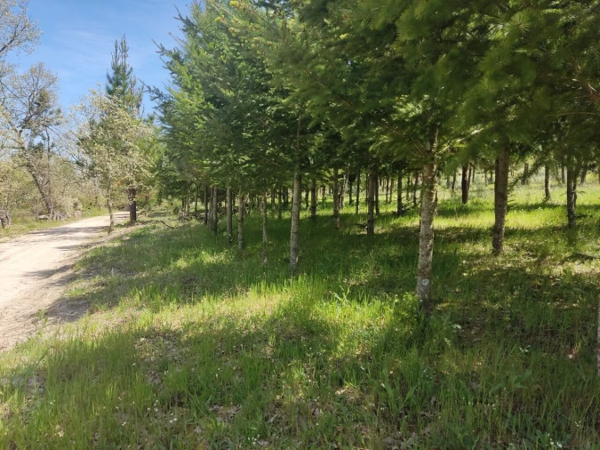 Terreno para Venda em Casal de Cinza Foto 19
