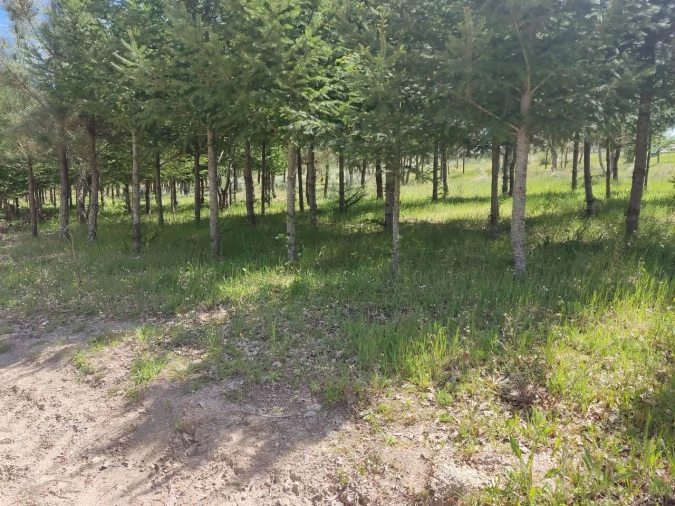 Terreno para Venda em Casal de Cinza Foto 20