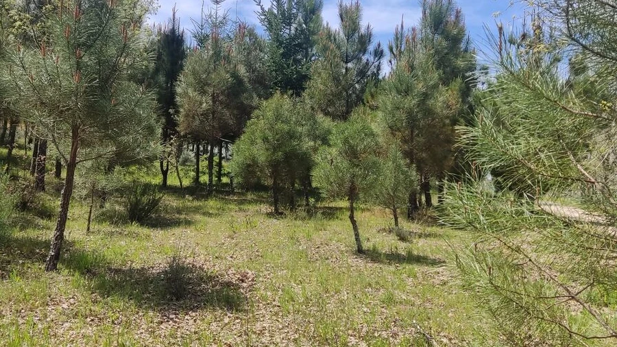Terreno para Venda em Casal de Cinza