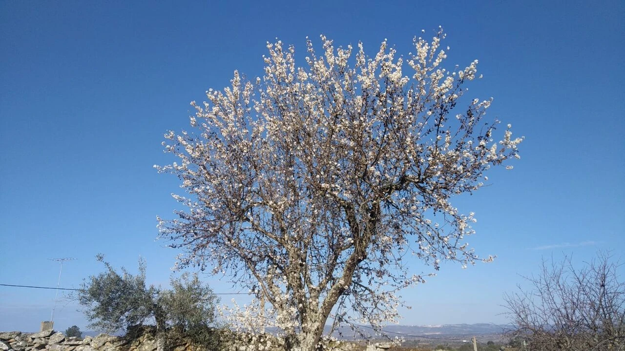 Quinta T8 para Venda em Vale do Côa Foto 13