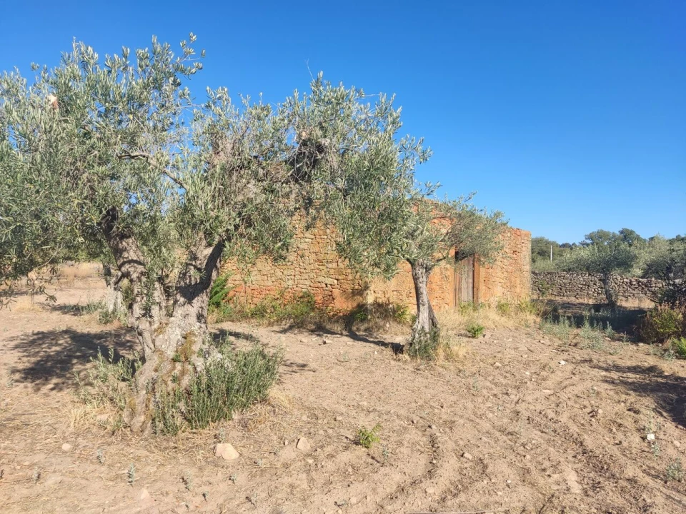 Quinta T8 para Venda em Vale do Côa Foto 42