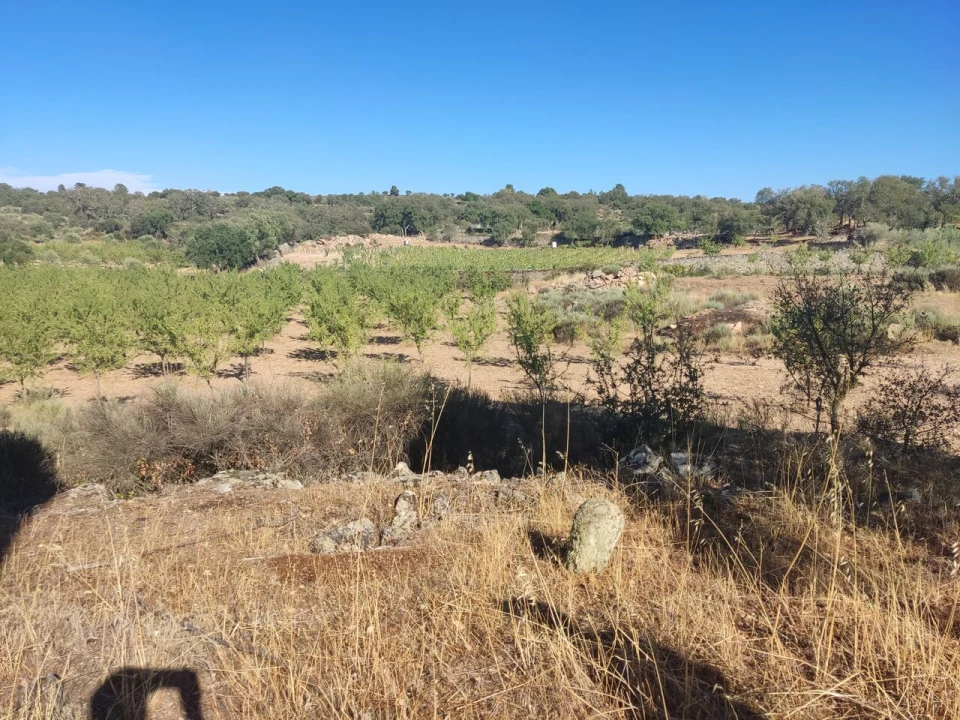 Quinta T8 para Venda em Vale do Côa Foto 45