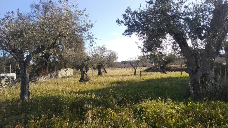 Quinta T8 para Venda em Vale do Côa Foto 16