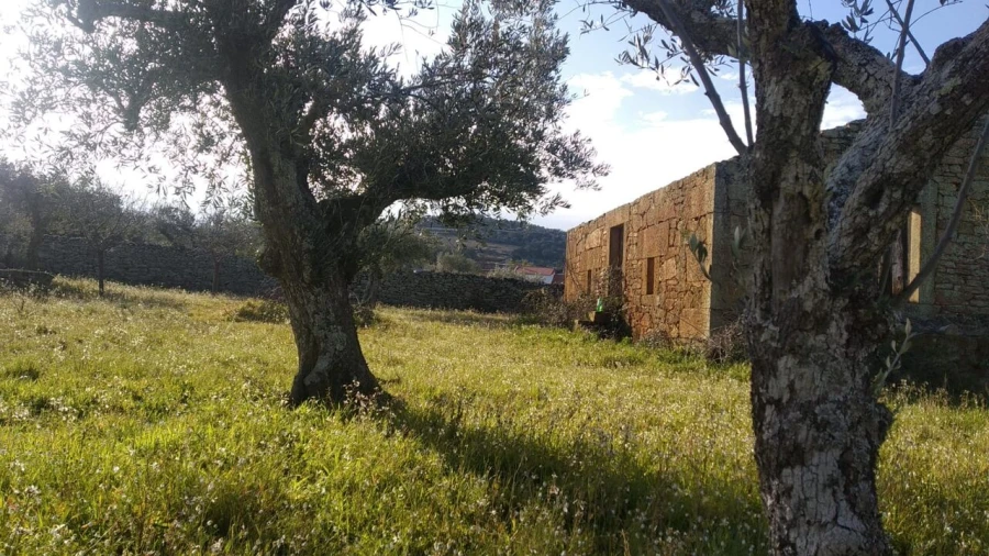 Quinta T8 para Venda em Vale do Côa Foto 17