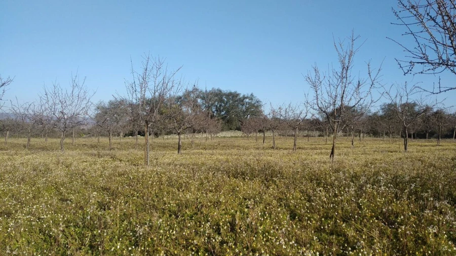 Quinta T8 para Venda em Vale do Côa Foto 20