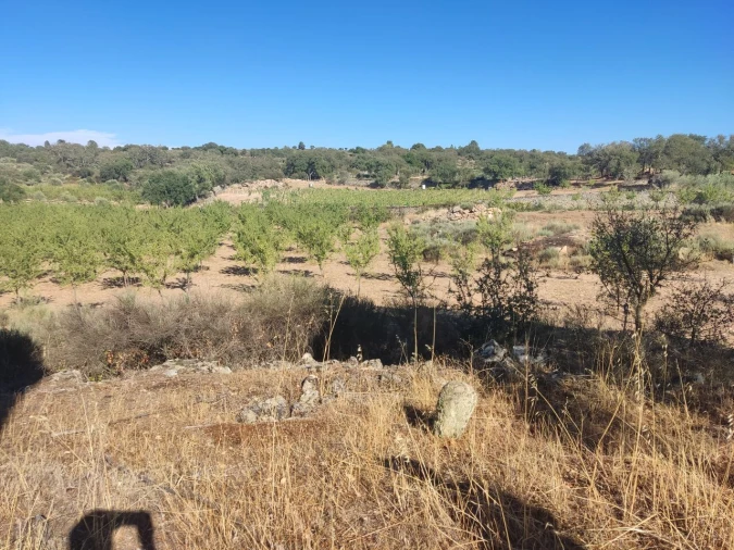 Quinta T8 para Venda em Vale do Côa Foto 45