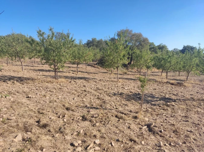 Quinta T8 para Venda em Vale do Côa Foto 54