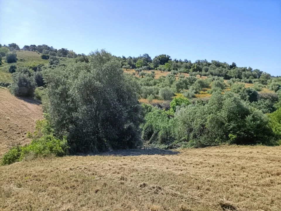Terreno para Venda em Moçarria Foto 2