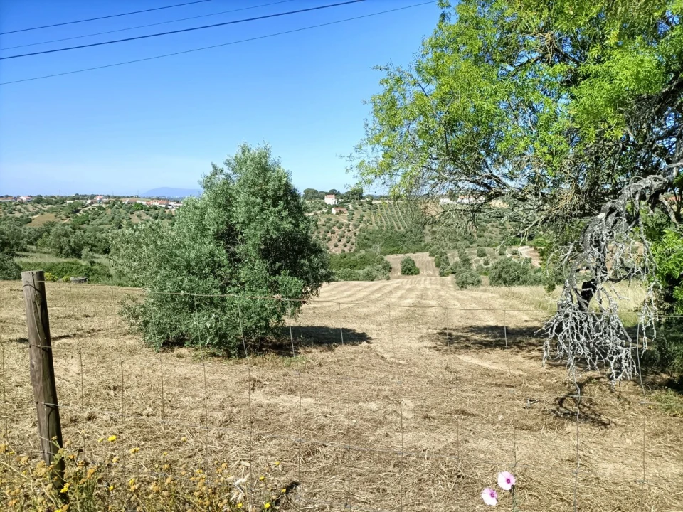 Terreno para Venda em Moçarria Foto 15