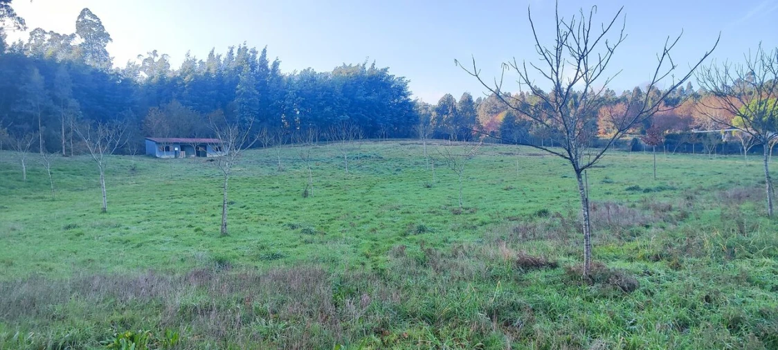 Terreno para Venda em Associação de Freguesias do Vale do Neiva Foto 9