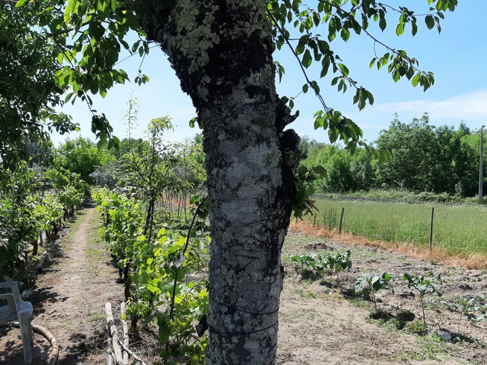 Terreno para Venda em Canas de Senhorim Foto 1