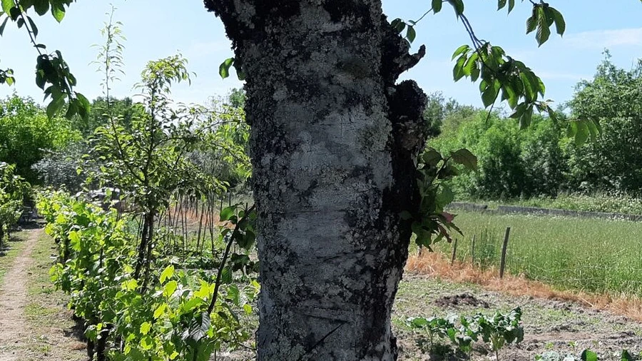 Terreno para Venda em Canas de Senhorim