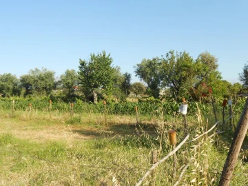 Terreno para Venda em Canas de Senhorim