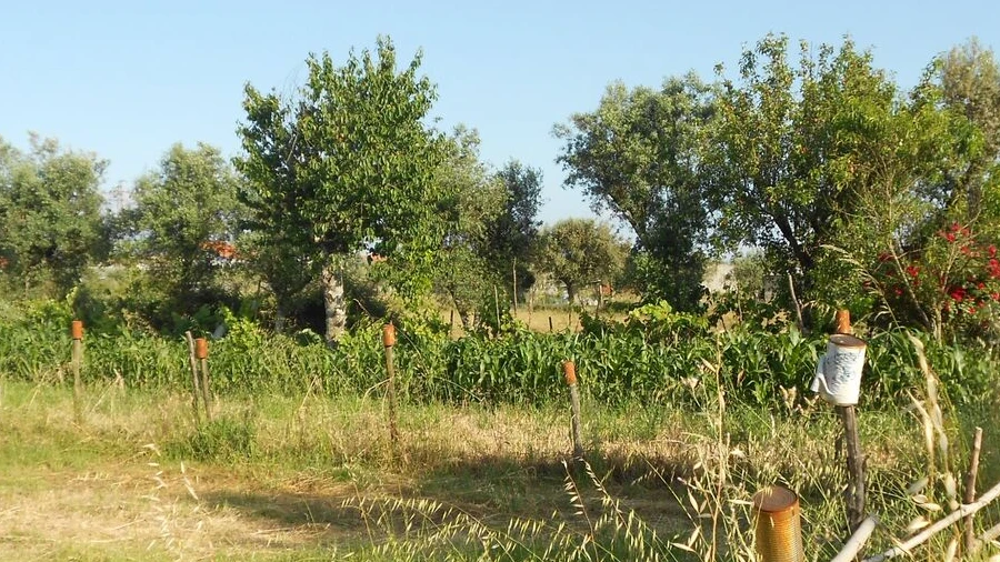 Terreno para Venda em Canas de Senhorim